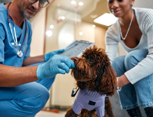 From Task Performers to Team Players: The Essential Role of Veterinary Technicians in Modern Veterinary Medicine