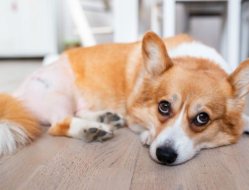 Understanding and Recognizing Pain in Pets: A Guide for Pet Owners